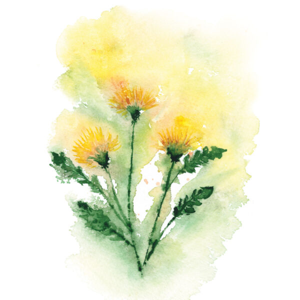 Loose Dandelion Flower